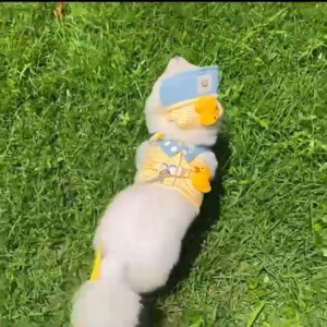 เสื้อสัตว์เลี้ยง สายจูงสัตว์เลี้ยงลายเป็ดสุดน่ารัก ใส่เที่ยวสบายๆ(มีหมวกให้ด้วย) พร้อมส่ง