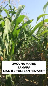 Benih Jagung Manis TAMARA 250 gram Asli cap Benih Inti