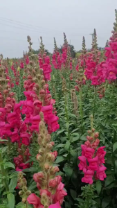 Hạt giống hoa mõm sói mix màu-gói 100 hạt