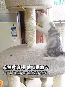  ลูกบอลเชือก ของเล่นแมว ของเล่นสำหรับสัตว์เลี้ยง ลูกบอลเชือก4.5cm บอลเชือกขนไก่ ลูกบอลกับเชือก ลูกบอลของเล่นที่แขวนได้