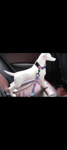 Pet Seat Belt Leash | Dog Leash Dog Collar Cat Leash Cat Collar Pet Leash Pet Collar Animal Collar Animal Leash | Adjustable Strap Size: 45 x 2.5 CM Can stretch up to 74 CM Color:  Blue Green Rainbow