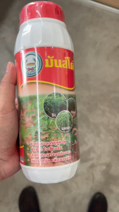 มันส์โต้ ขนาด 1 ลิตร หวีทอง ลงหัว เพิ่มขนาด เปอร์เซ็นต์แป้ง เพิ่มปริมาณผลผลิต ช่วยกินปุ๋ยได้ดี สำหรับพืชลงหัวทุกชนิด มันสำปะหลัง