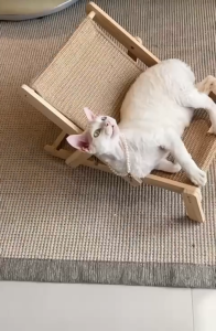 Cat Scratcher board kerusi rehat kucing Tiang calar kucing lipat cat hammock cat bed cat lounge chair猫咪折叠躺椅猫抓板