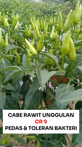 Benih Cabe Rawit CR 9 10 gr Cap Bunga Matahari Hijau Tegak Pedas