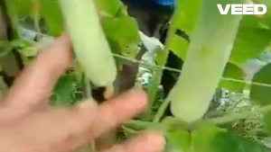 Benih Bibit Biji Timun Baby AUDY F1 20gr Timun Lalap dari Cap You seed