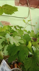 Bibit Anggur Natali Asli Genjah Bersertifikat