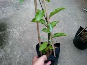 Cây Chanh Dây Ngọt Vàng - 3 tháng cho trái