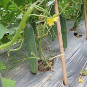 Bibit Biji Benih Timun Tahan Virus ANDINI F1 20 gram dari Cap You Seed