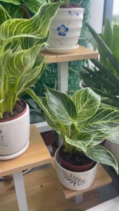 Chậu gốm sứ hoa văn để bàn kèm đĩa đựng nước - cao 9cm