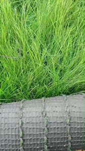 (ยกม้วนราคาถูกกว่า) ฟางเทียม สีเขียว สวยสดใส ทนทานใช้ได้นานกว่าฟางแท้ แฝกเทียม มุงหลังคา ตกแต่งหลังคา สั่ง 1 ม้วน ต่อ 1 ออเดอร์ป้องกันสินค้าสูญหายค่ะ