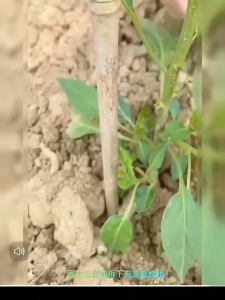 Garden Plant Support Clip (6pcs) 植物固定夹 (STC22499)