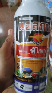 ฟิโฟรนิล แอสกาส (1ลิตร) ฟิโพรนิล5%ยากำจัดปลวกมด ด้วงอ้อย ด้วงในดิน เพลียหอย หนอน