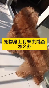 Anti-Tick & Flea Killer for Pets: 500ML Pet Insecticide Spray