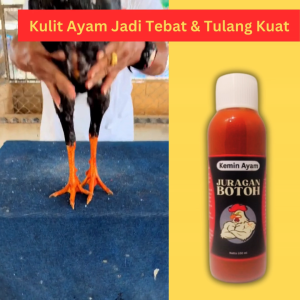 Kemin Ayam Aduan Juragan Botoh Untuk Menebalkan Kulit Dan Mengeraskan Tulang