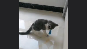 Đồ chơi cho Mèo lò so gắn chuột và lông vũ kèm cốc hút (mẫu mới) - Love pets shop