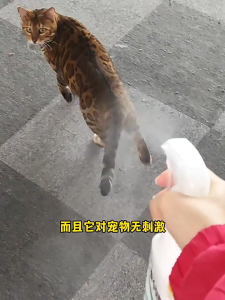 Kojima Pet Deodorizing Spray - 3 Variants to Choose from for Eliminating Pet Odors and Smells kucing 宠物除臭剂