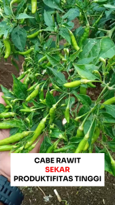 Benih Cabe Rawit SEKAR 200 Biji Cap Bunga Matahari Lebat Pedas Panjang