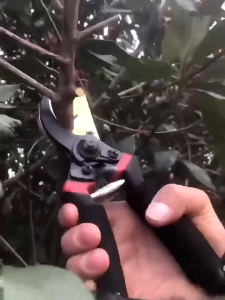 【BHQ&HOME】กรรไกรตัดแต่งกิ่ง กรรไกรตัดกิ่งไม้ ประหยัดแรงงาน กันไกรตัดกิ่ง อุปกรณ์ทำสวน ลดแรงกด น้ำหนักเบา SK5