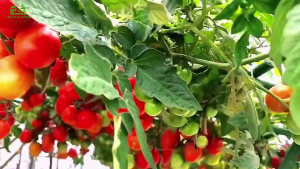 Hạt giống Cà chua bạch tuộc leo giàn-gói 10 hạt-tặng kèm gói phân bón
