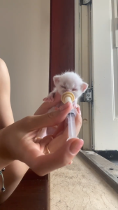 จุกนมสัตว์ จุกนมกระรอก จุกป้อนนมแมว จุกป้อนนมหนู สำหรับสัตว์เลี้ยงแรกเกิด ทนกัด ไซริงค์ป้อนนมพร้อมจุก（1/3/5/60ml)