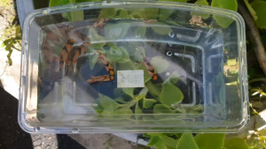 Borong Tiger Barb 10 pcs