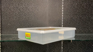 Mutiarapack (36x29x75 cm ) Donali Kotak Donat Tempat Kue Plastik Besar Food Container