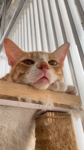 Holycatlabs O-BI Obat Penurun Birahi Kucing Herbal isi 20ml