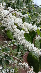 ต้นกล้ากาแฟ อราบิก้า (Arabica) แท้ 100% จากชาวดอย ต้นกล้าแข็งแรง พร้อมลงดิน (สินค้าพร้อมส่ง) ถ่ายจากสินค้าจริง