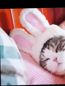 Mũ nón cho Chó Mèo nhiều hình dáng dễ thương (Mẫu mới) - Love pets shop