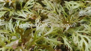 Hyptis Laciniata裂叶香苦草-Emerge/Aquatic Plant/Tumbuhan Akuatik