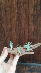 Tillandsia gift set (Funkiana Vanhyningii) / air plant/ pokok udara Hadiah Set / 空气凤梨- 送礼（银狐，长颈精灵）