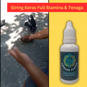 Jamu Merpati Balap Juragan Player Doping Sprint Tembak Untuk Lomba