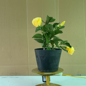 Cây Hoa Dâm Bụt Vàng - Cây Trồng Sân Vườn Hàng Rào