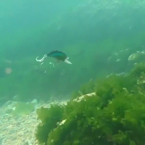 LUC Umpan Pancing Model Populer Mengambang 8.7Cm/15..5 Umpan Kering Mengambang Warna Engkol Ayun Kualitas Profesional Kedalaman 2.0-2.5M