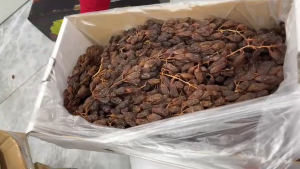 NHO KHÔ NGUYÊN CÀNH Úc 500g 1kg NHO SẤY DẺO KHÔNG ĐƯỜNG HỘP QUAI XÁCH LÀM QUÀ BIẾU - Nho cành hàng organic 100%