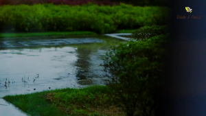 MIWAKOKO Chocolate Plant Milk (33g x 10 pkt) x 2 - Twin Packs