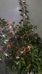 PROMO VIRAL Lampu Hias LED Tumblr Merah Putih 17 Agustus / Lampu Hias Natal LED / Lampu Dekorasi LED / Twingkle Light Led FREE SAMBUNGAN KABEL- 8 Meter