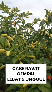 Benih Cabe Rawit GEMPAL 10 gram Cap RAJA SEED Lebat & Unggul