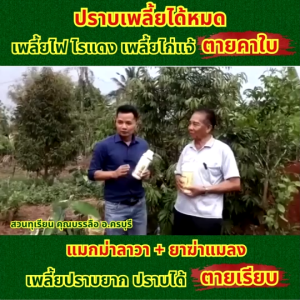 ชุดคู่ แมกม่าคู่ลาวา (แมกม่า250cc.+ลาวา500cc 1390บาท.) สูตรเพิ่มปริมาณและคุณภาพให้ผลผลิตฟื้นฟูต้นหลังเก็บผลผลิตสะสมอาหารโตไวรากเดินดีป้องกันเพลี้ยหนอนแมลงรบกวน