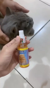 Scadix Spray Kucing: Solusi Infeksi & Jamur Kulit