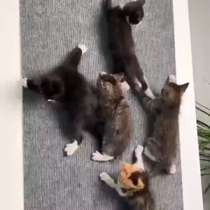 Cat Scratching Mat Cat Carpet with Self-Adhesive Trimmable Cat Scratch Furniture Protector Cats Scratch Board Cat Toys