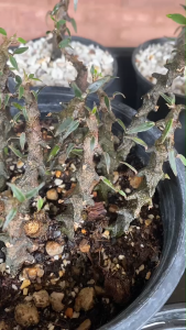 มังกรดำ Ceropegia Bosseri แคคตัส กระบองเพชร เก๋งจีนไม้หายากน่าสะสม ดอกสวยงามน่ารัก ไม้ในกระถาง3 นิ้ว ส่งแบบเคาะดิน แถมกระถางดินปลูก  หินโรยหน้า วัสดุปลูกพร้อมปลูกสวย