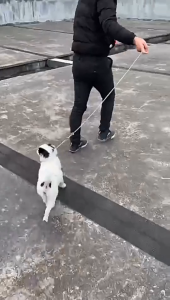 Bộ dây dắt Chó kèm vòng cổ bằng kim loại Taotaopets - Love Pets Shop