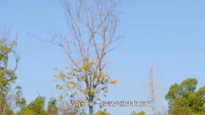 Reflektif Tali Camping Tenda Tali Outdoor Multifungsi Tali Kemping Tali Flysheet + Pasak Untuk Kemah