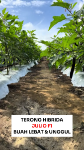 Benih Terong Ungu 100 Biji JULIO Asli Cap Bunga Matahari Lebat Unggul