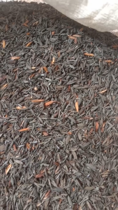 SEKAM BAKAR KARUNG 50KG ARANG SEKAM MEDIA TANAM ISI 9-10 KG // GRATIS KOHE KAMBING MURNI//