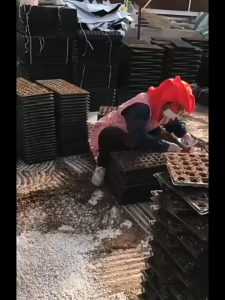 (BUY 5 TAKE 1 FREE) Seedling Tray 32/50/105/128 Holes Garden Starter Tray Strength Seed Germination Plant Pot