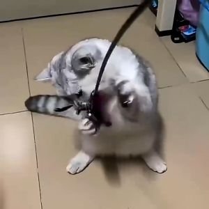 Tongkat Tikus Mainan Kucing Bulu Warna Dengan Stick Interaktif Cat Toys Mainan Lucu Kucing