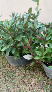 Keratan Batang Organik Bayam Okinawa / Sambung Nyawa/ Okinawa Spinach Cutting Edible Gynura /紅鳳菜