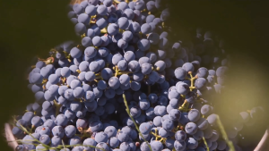 Tormaresca Primitivo Salento Torcicoda 750ml 15.5%